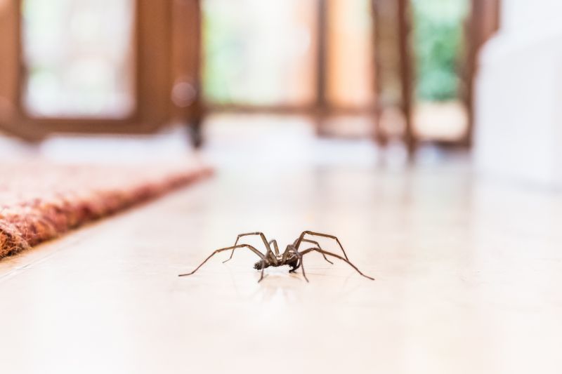 Black Widow Extermination in Denton, TX