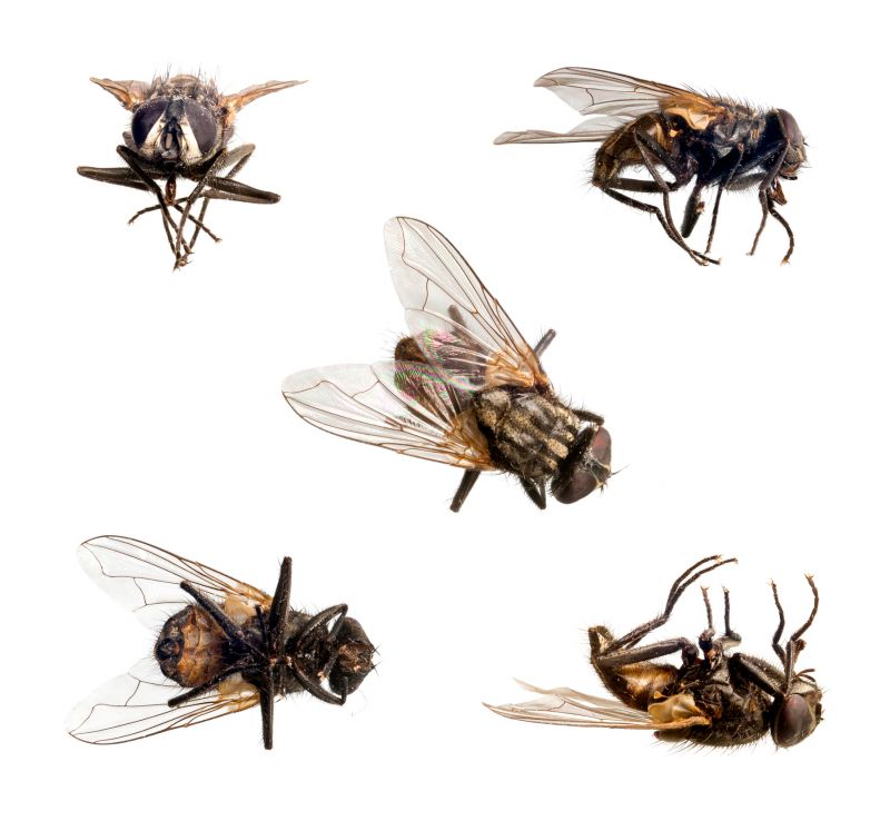 Fly Extermination in Fort Worth, TX