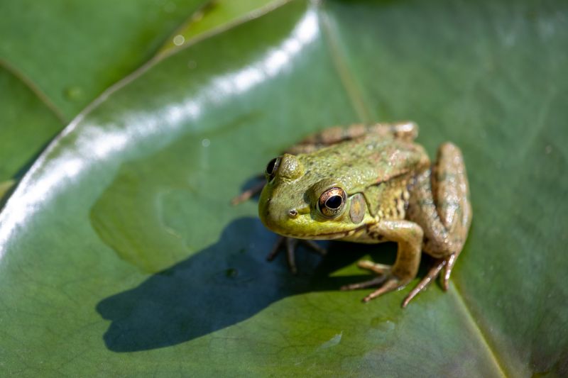 Frog Eradication