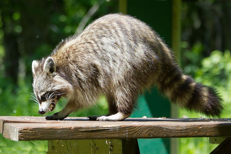 Health Risks Associated With Wildlife Living In Or Around Your Home