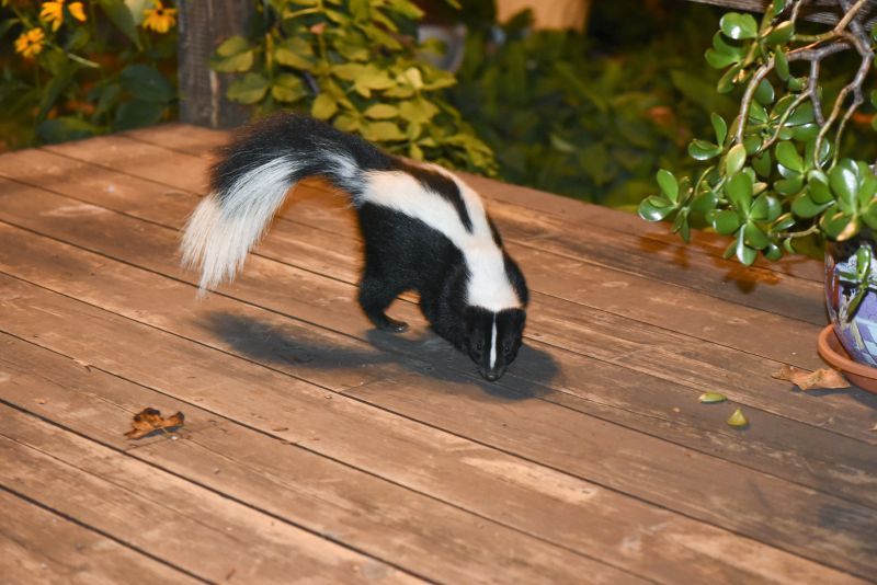Skunk Burrows