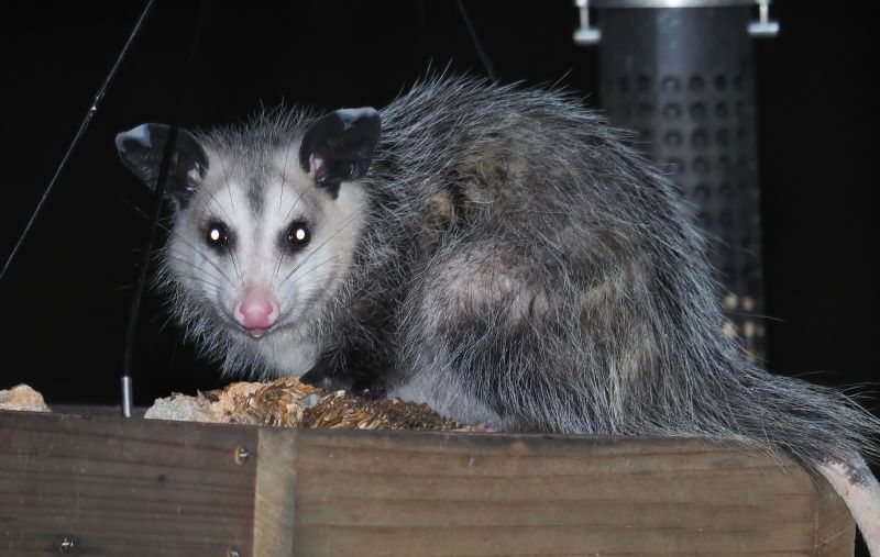 Opossum Rummaging