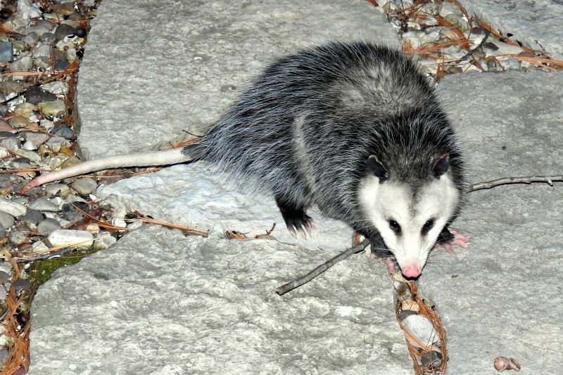 Opossum Sightings